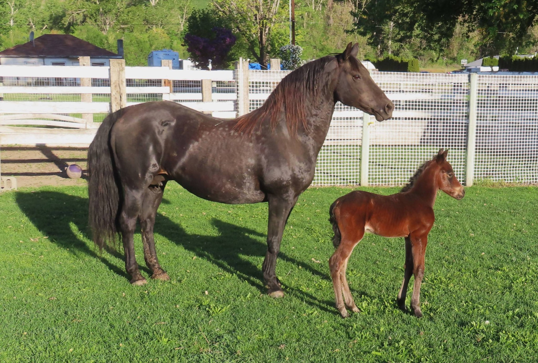 Okan Lexus and Okan Infinity