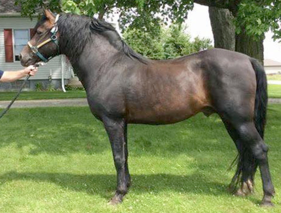 Abraham Elijah Ash-01