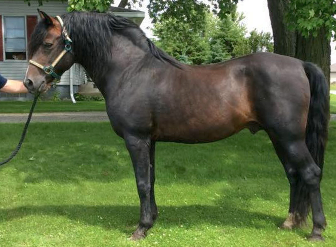 Abraham Elijah Ash-02