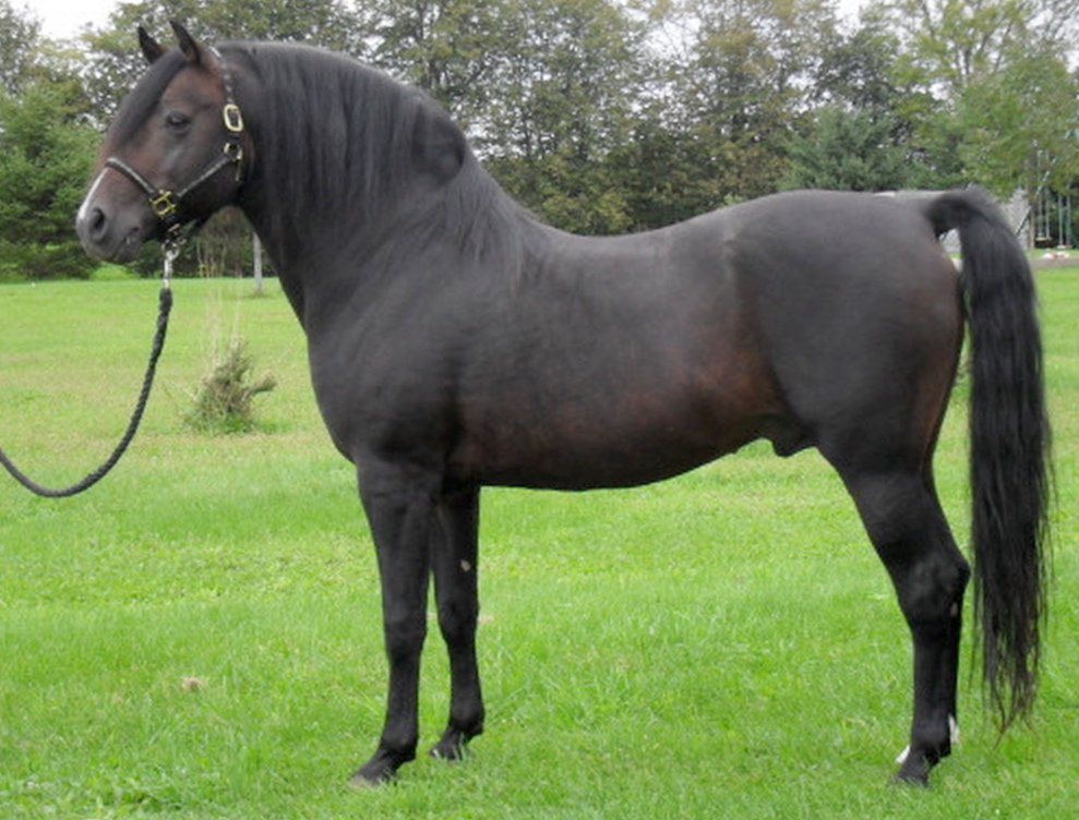 Abraham Elijah Ash-03