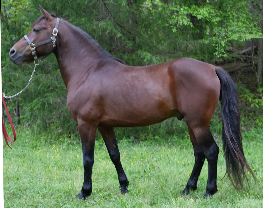 Allspice Eben Darling-01