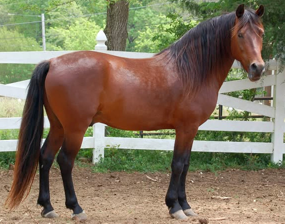 Allspice Eben Darling-02