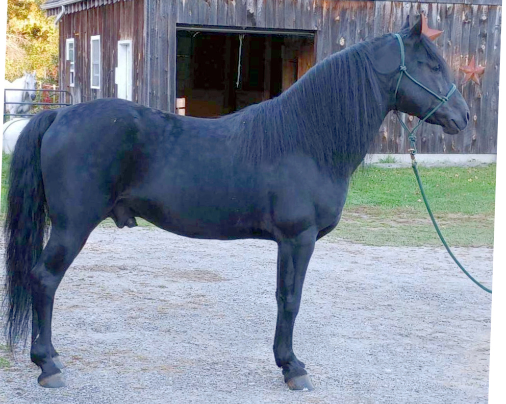 Amberfields Sparkle Boy-01