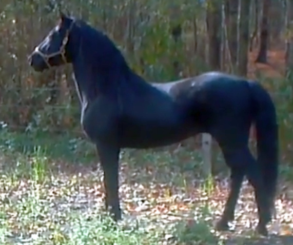 Amberfields Stetson-01