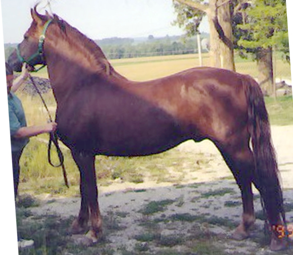 Ashmoro Mountaineer-01