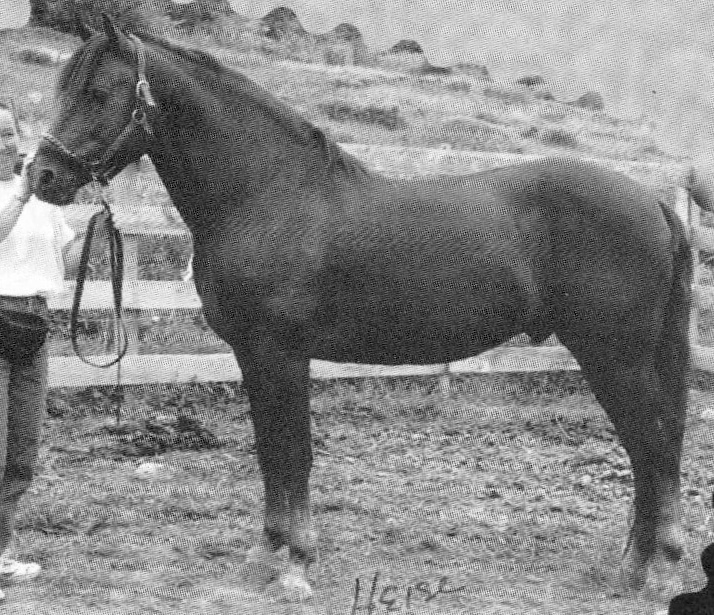 Ashmoro Mountaineer-02