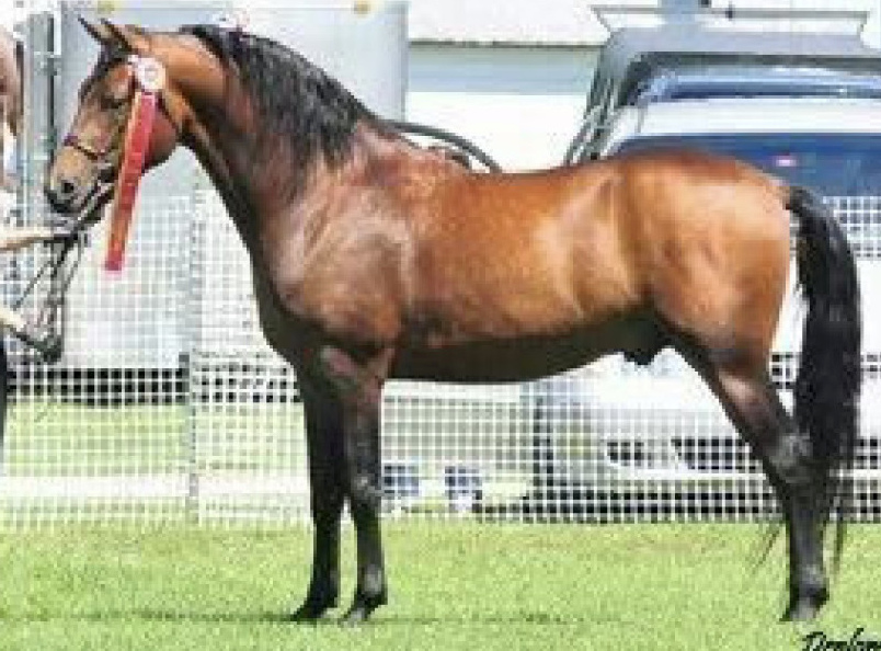 Baroncrest Levi Ash-01