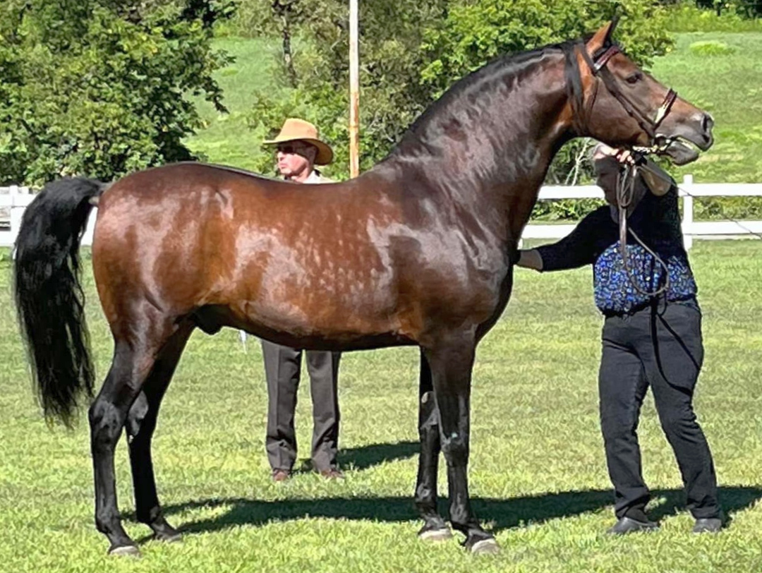 Baroncrest Levi Ash-02