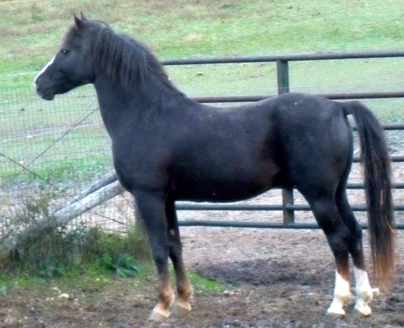 Baroncrest Neon Knight-01