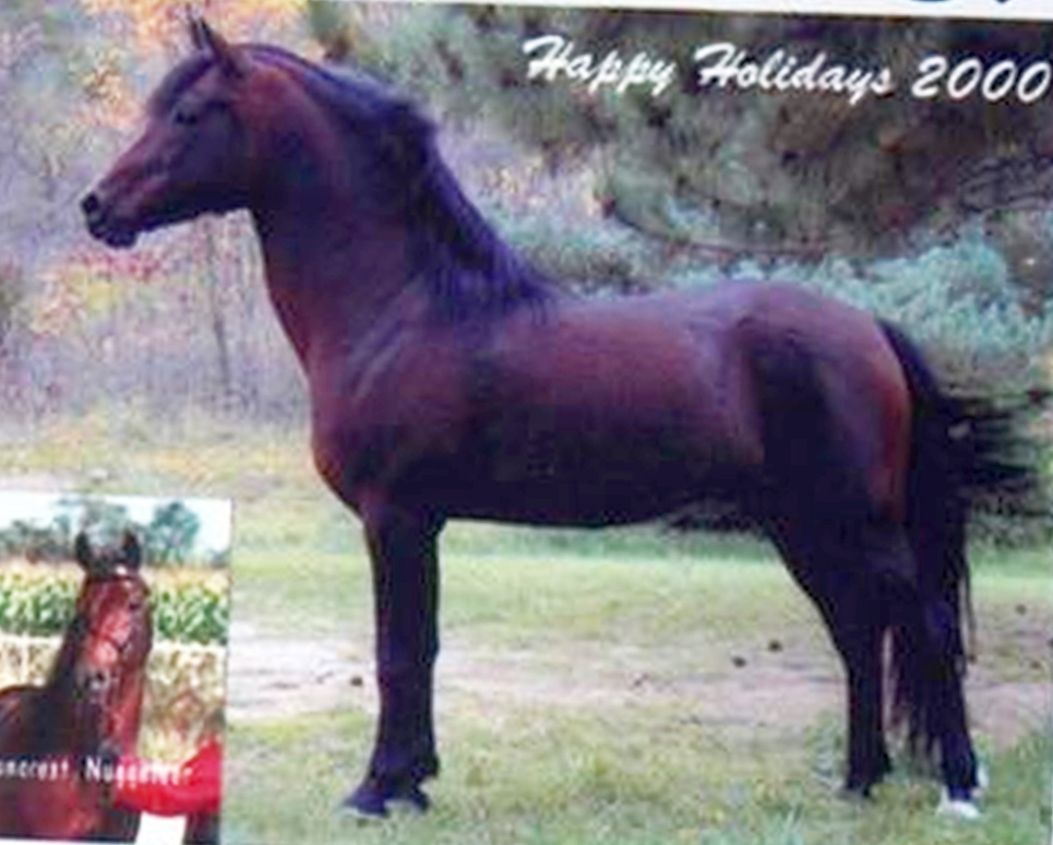 Baroncrest Nuggeteer-02