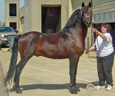 Baroncrest Nuggeteer-03