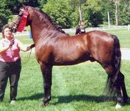 Baroncrest Nuggeteer-04