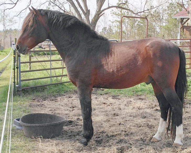 BCMF Sugarfoot Surprise-01