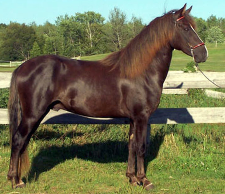 Blue Spruce Jeremiah-03