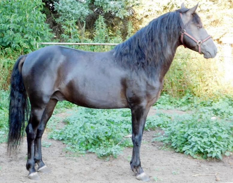 Blue Spruce Pason-01