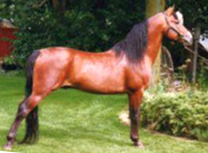 Bramblea Ashwood Seth-01