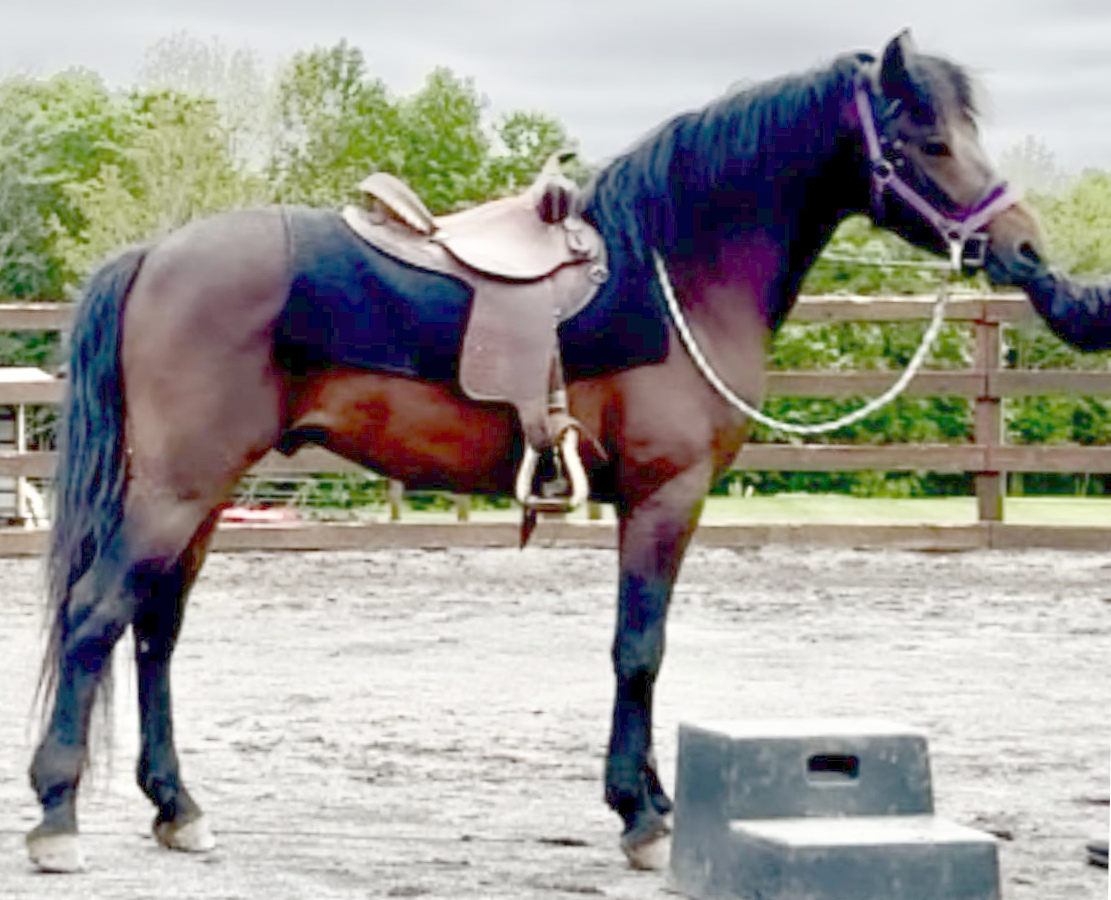 Brook Hill Captivation-01