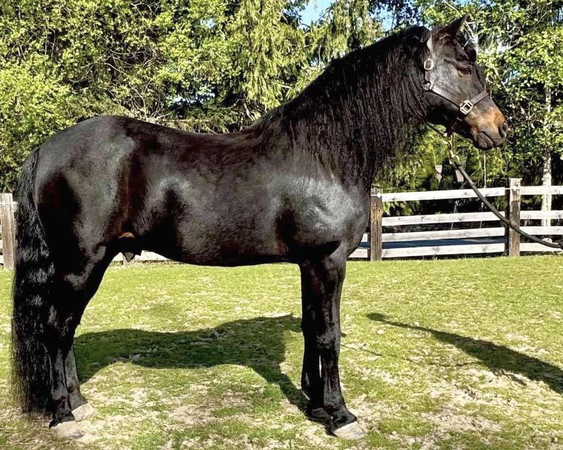 Brook Hill Constellation-01