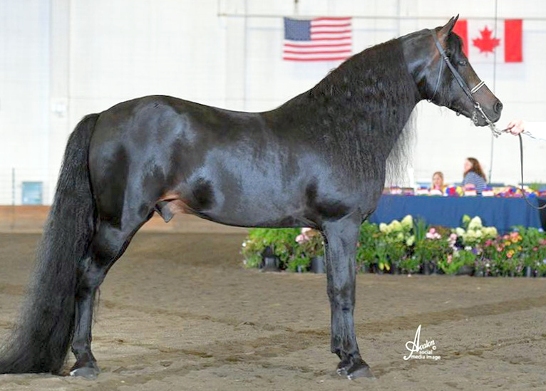 Brook Hill Constellation-02