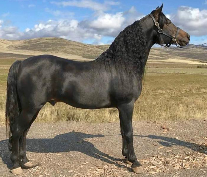 Brook Hill Constellation-03