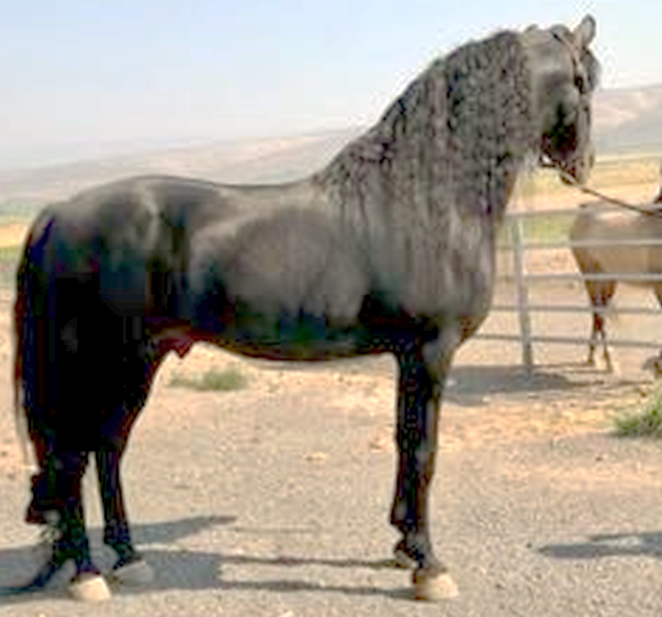 Brook Hill Constellation-04