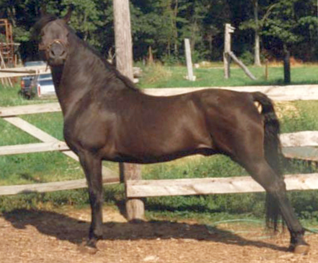 Cantieglen Eclipse-01