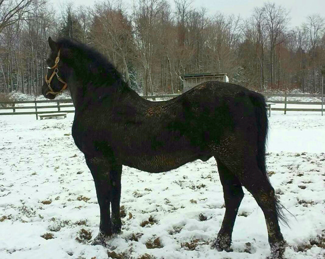 Cantieglen Eclipse-02