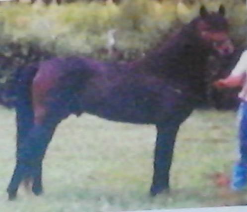 Clearwater Crescendo-01