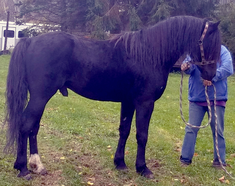 Clearwater Ole Black Joe-01