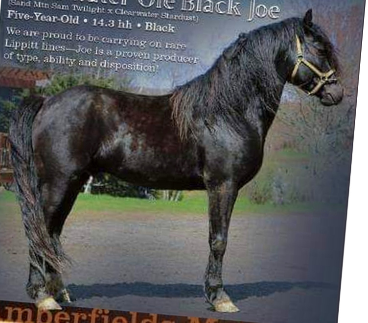 Clearwater Ole Black Joe-02