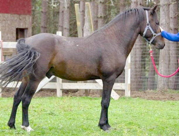 Delagard Ron James-01