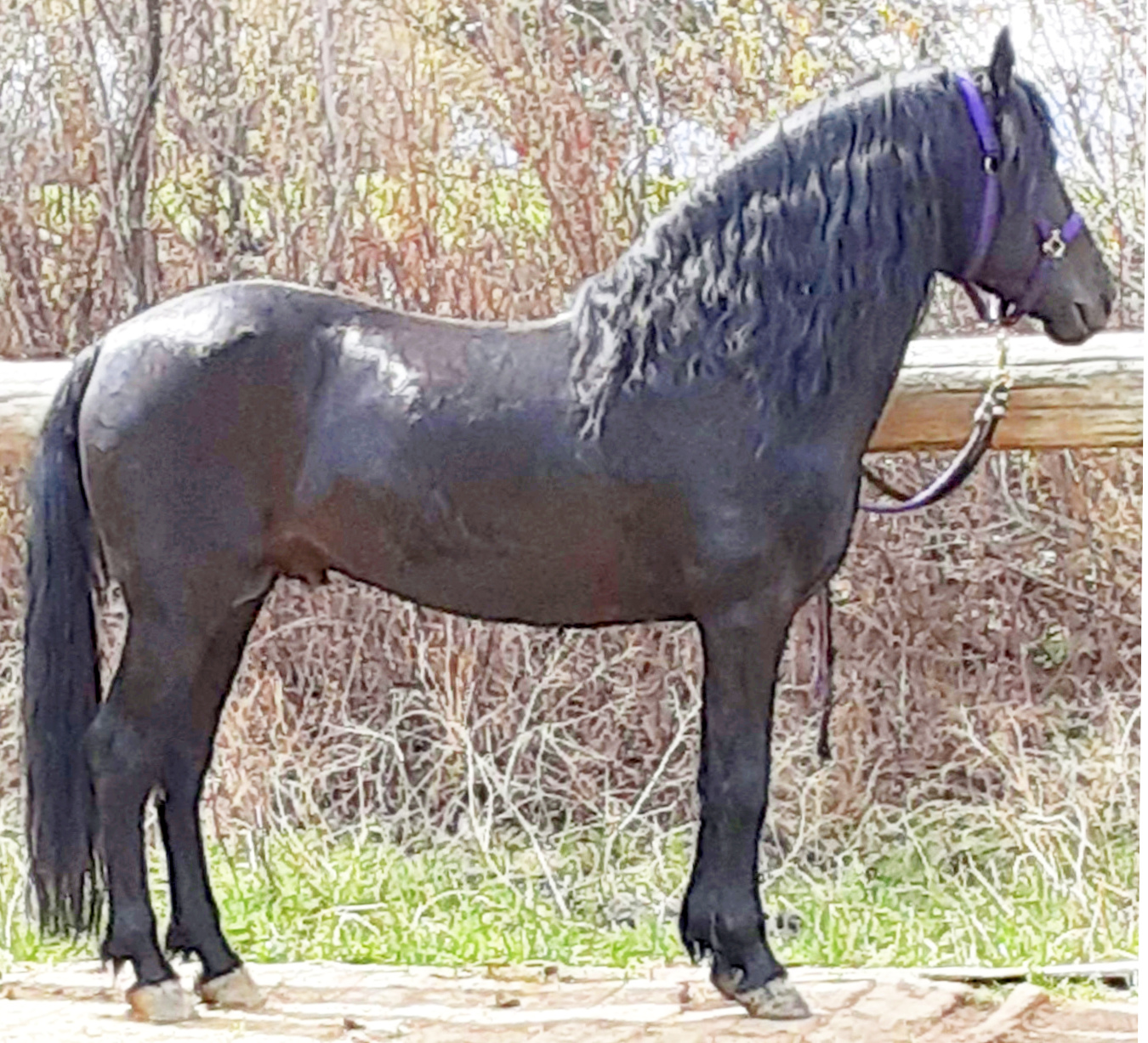 Devine Cool Hand Luke-01