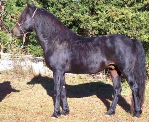 Edgewood Moro Sonofagun-01