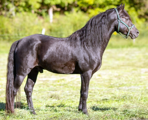 Four Hearts Lucky Ike-01