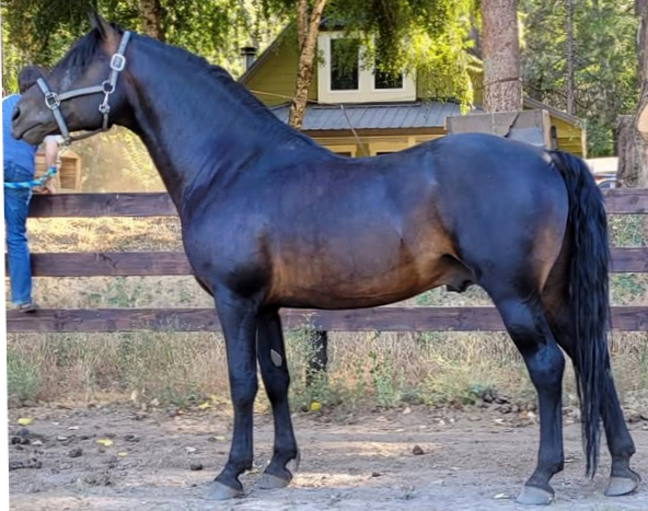 Gethsemane Marcus-03