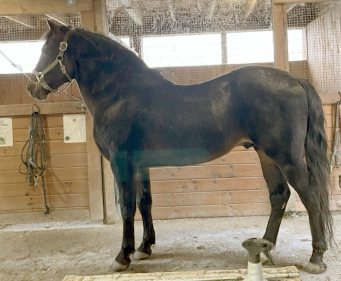 Hagerbrook Beaujangles-01