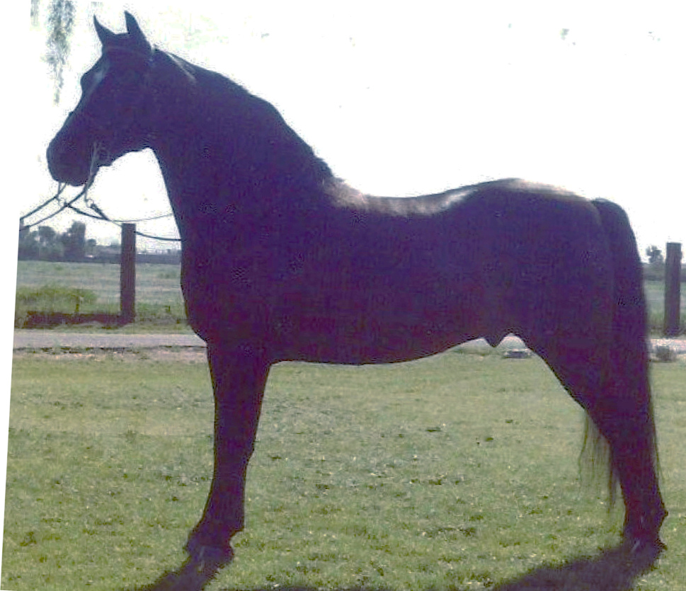 Ivy's Grand Mariner-01