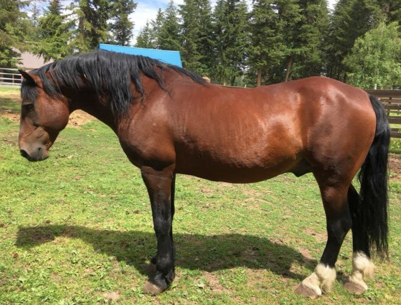 Karenza Centurion-01