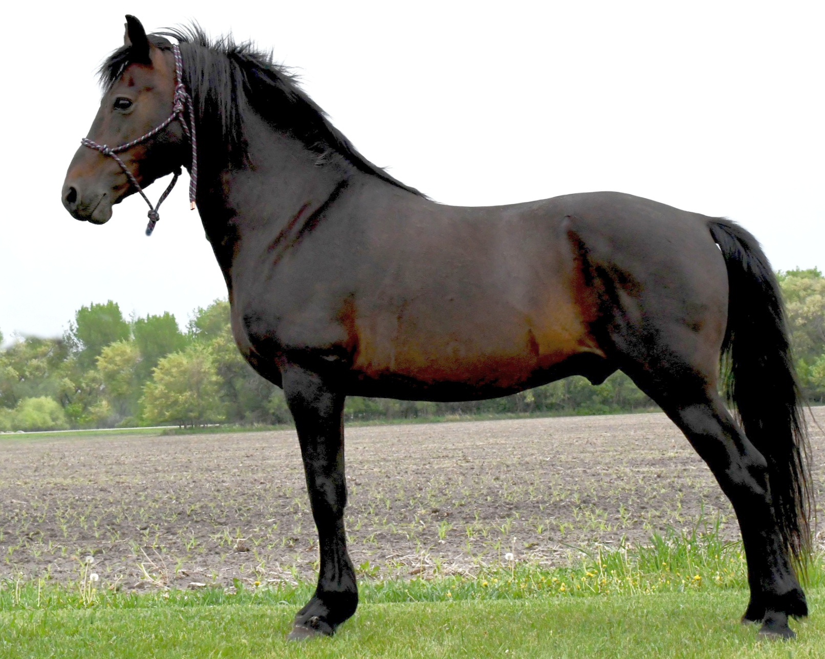 Kings Cross Majestic-01