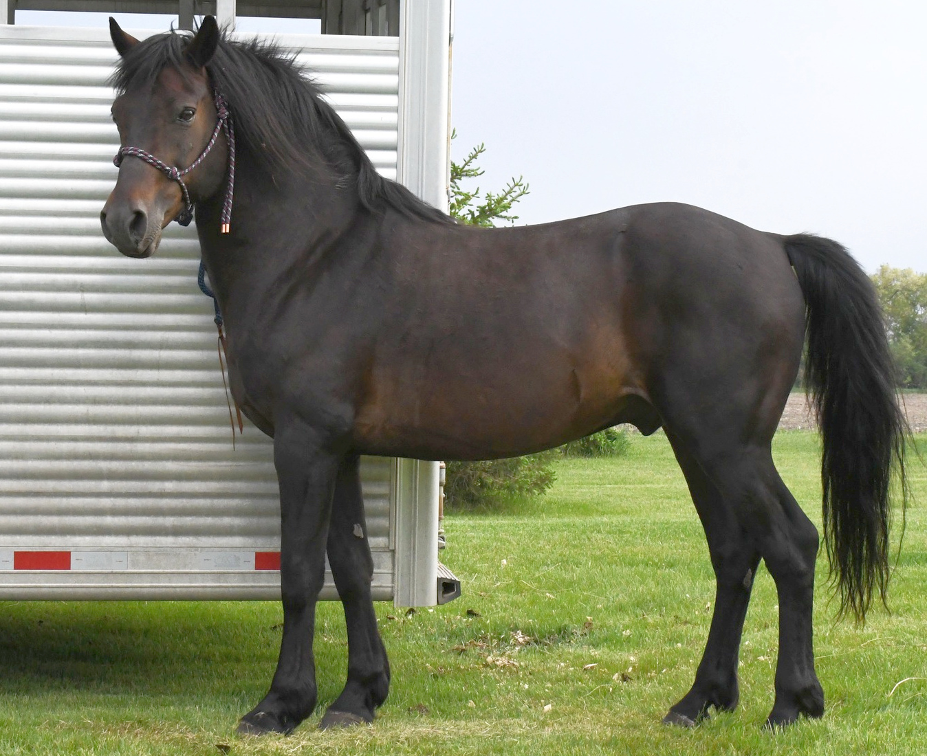 Kings Cross Majestic-02