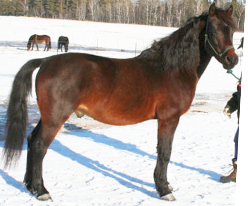 Kings Cross Marauder-01