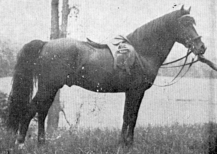 Lippitt Billy Ash-01