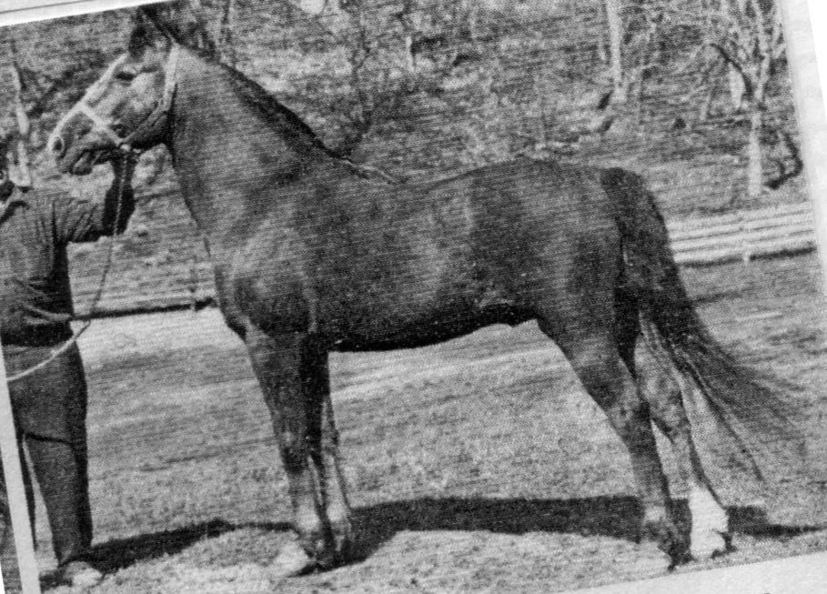 Lippitt Billy Ash-02