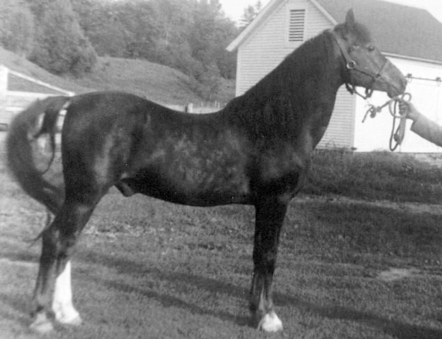 Lippitt Ethan Ash-03