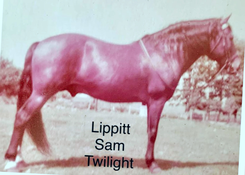 Lippitt Sam Twilight-01