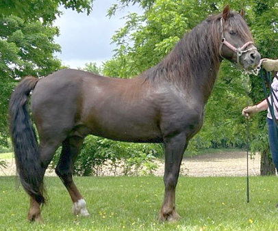 Maple Grove Merlyn-01