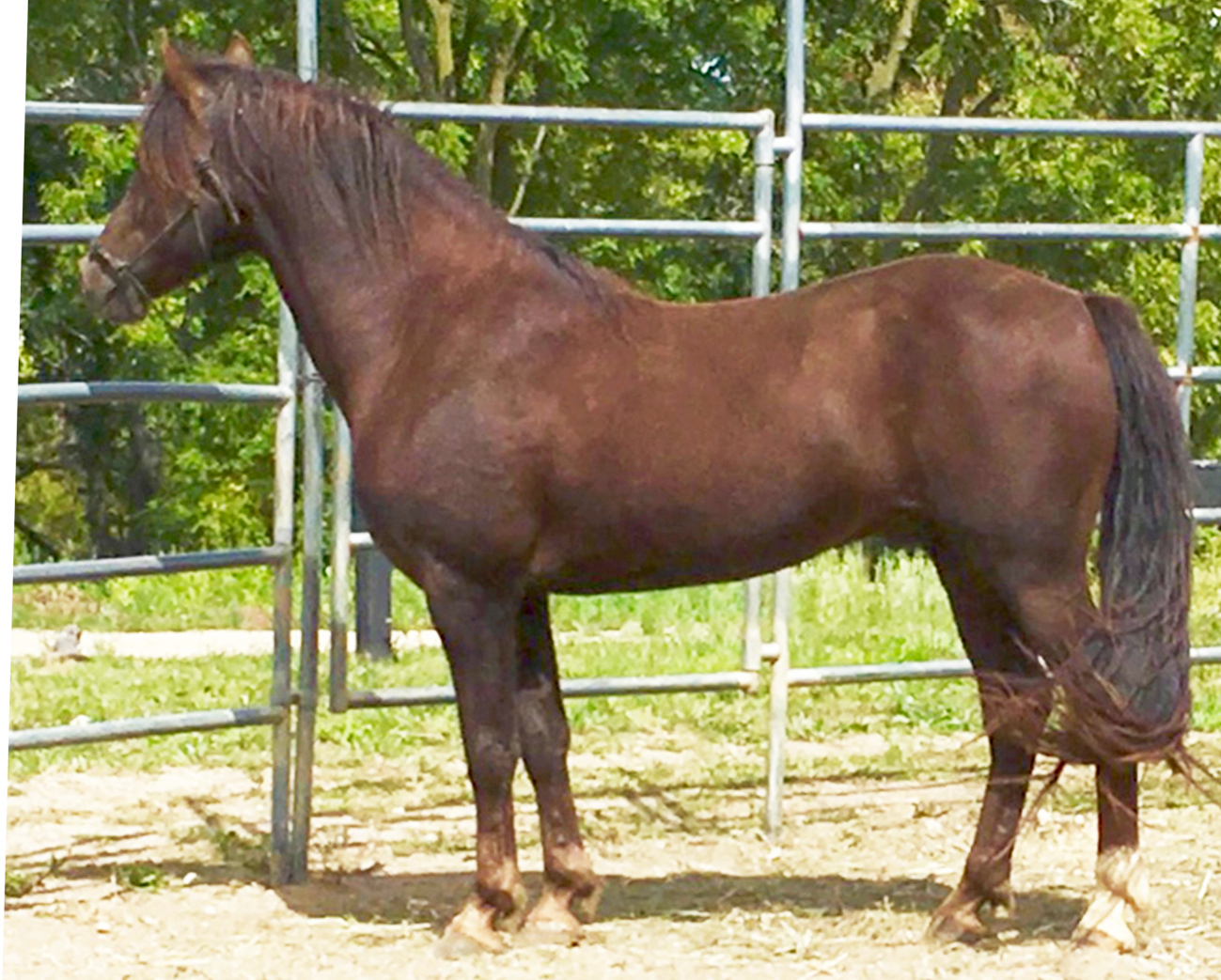 Maple Grove Merlyn-02