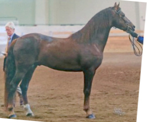 Maple Grove Merlyn-03