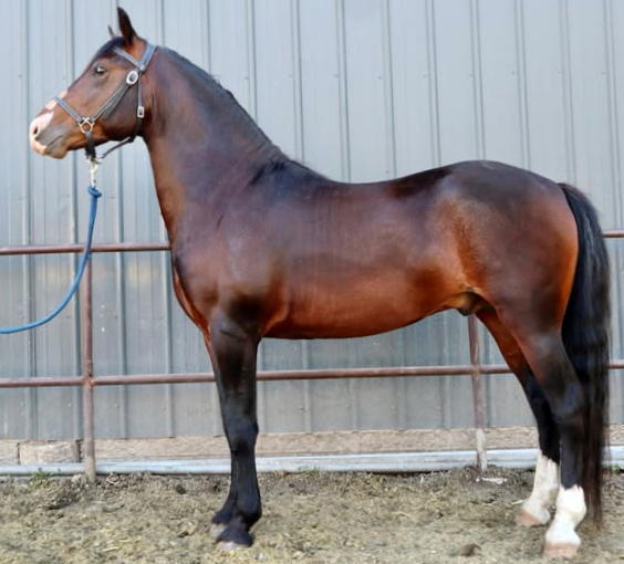 Marilyn's Show of Command-01