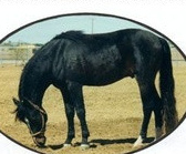 Marvelous Ideal Beau-01